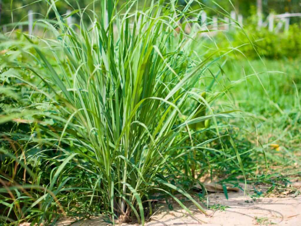 Lemongrass Plant