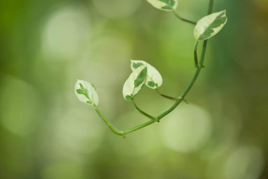 Money Plant